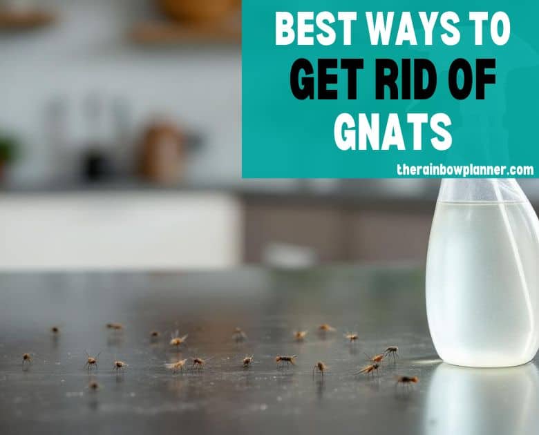 best way to get rid of gnats indoors