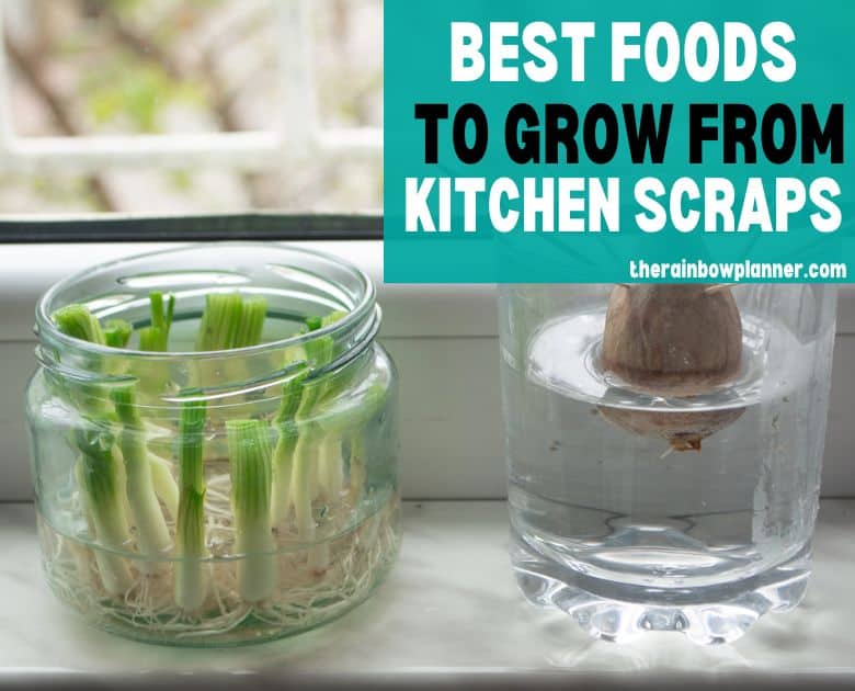 foods to grow from scraps