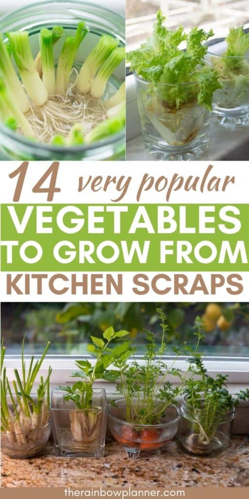 foods to grow from scraps