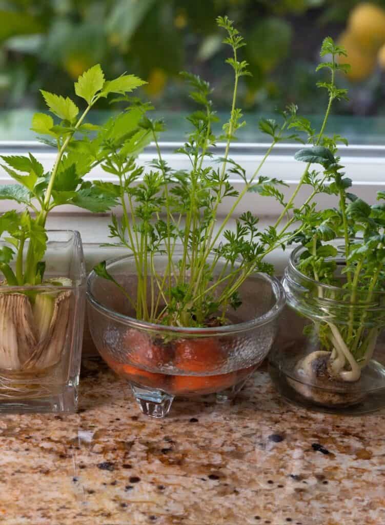 foods to grow from scraps