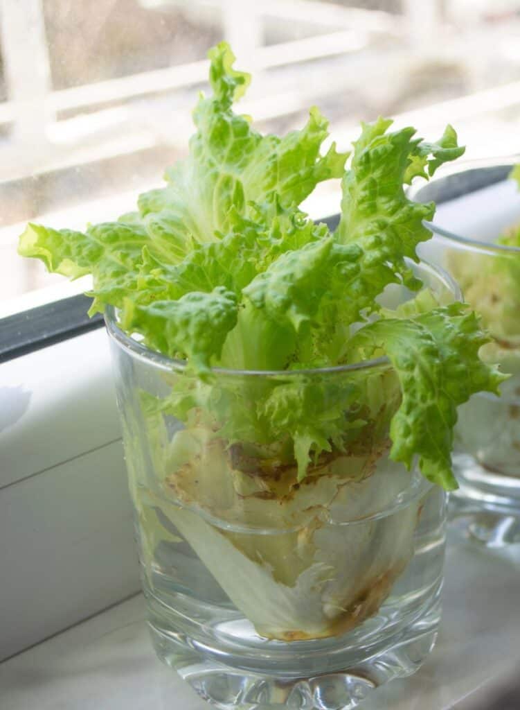 foods to grow from scraps