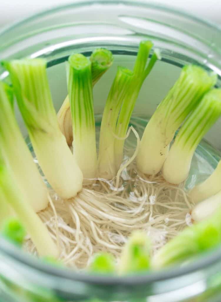 foods to grow from scraps